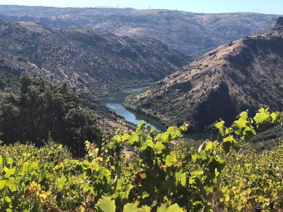 De druvor ingen vet namnet på gör just nu världens mest spännande viner